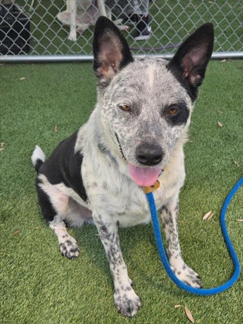 OREO - Australian Cattle Dog/Blue Heeler available for adoption