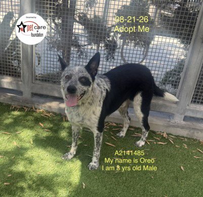 OREO - Australian Cattle Dog/Blue Heeler available for adoption
