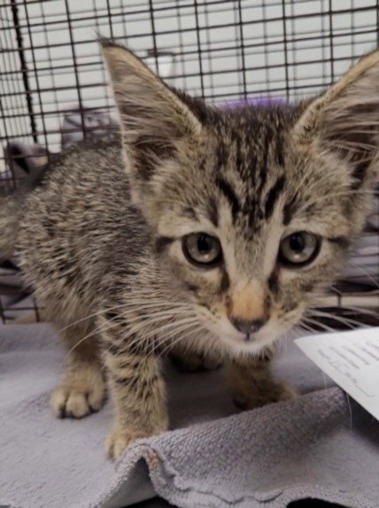 LOOPSEY - Domestic Short Hair available for adoption