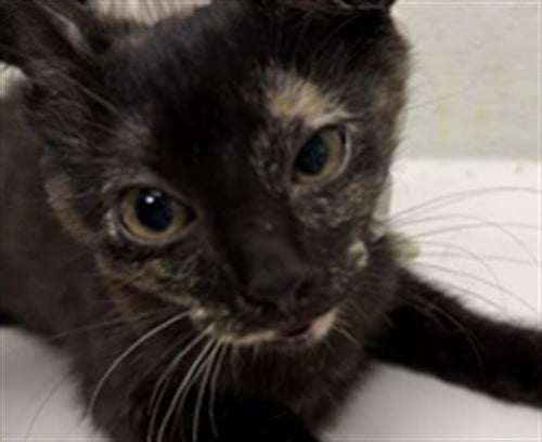 HUFFLES - Domestic Short Hair available for adoption