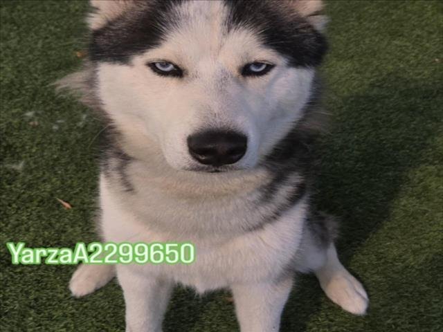 YARZA Image