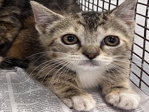 A2283268 - Domestic Short Hair available for adoption