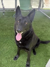 SPARKY - Photo 1