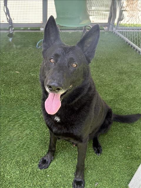 SPARKY - German Shepherd Dog available for adoption