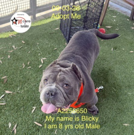 BLICKY - Pit Bull Terrier / English Bulldog available for adoption