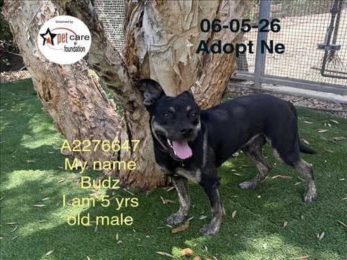 MANDO - Pit Bull Terrier available for adoption