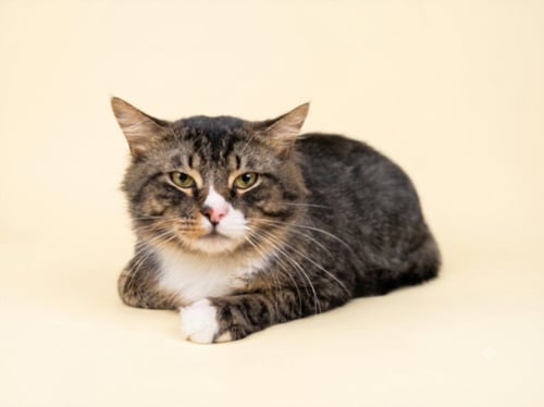 APOLLO - Domestic Long Hair available for adoption