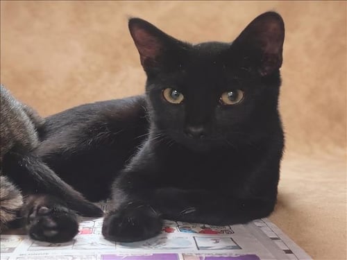 A2291648 - Domestic Short Hair available for adoption