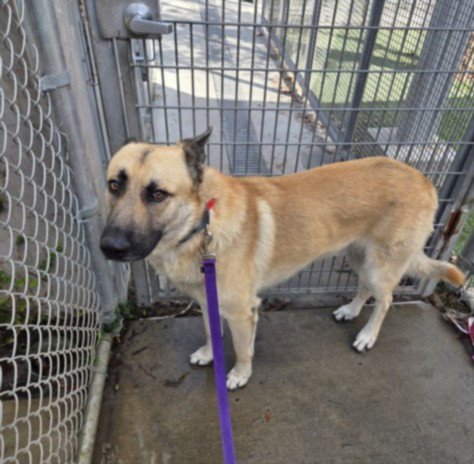 MONTANA - German Shepherd Dog available for adoption