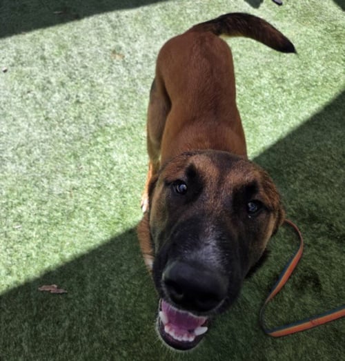 JAKE - German Shepherd Dog available for adoption