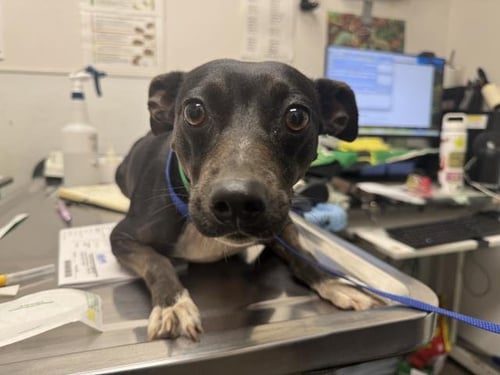 SUPER STAR - Pit Bull Terrier available for adoption