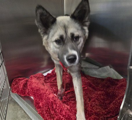 CINNAMON TOAST - Norwegian Elkhound available for adoption