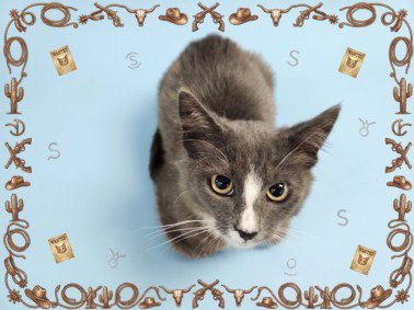 LONESTAR - Domestic Medium Hair available for adoption