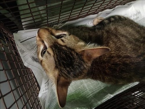 PARAJO - Domestic Short Hair available for adoption