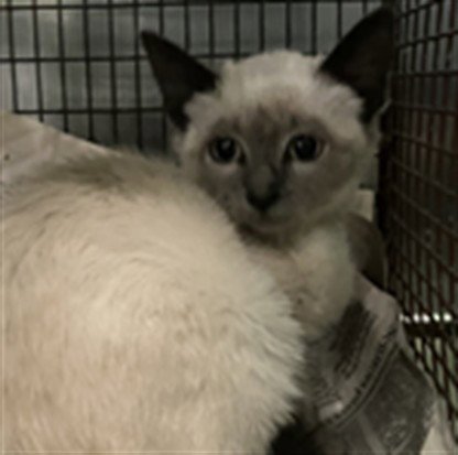 A2287837 - Domestic Short Hair available for adoption