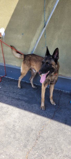 PRIMO - Belgian Shepherd Malinois available for adoption