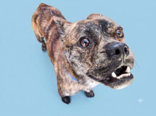 JABBAR - French Bulldog available for adoption