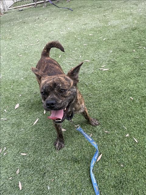 JABBAR - French Bulldog available for adoption