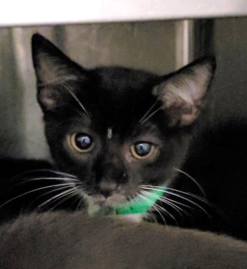 A2290017 - Domestic Short Hair available for adoption