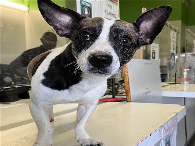 SPOT - Jack Russell Terrier (Parson Russell Terrier) available for adoption