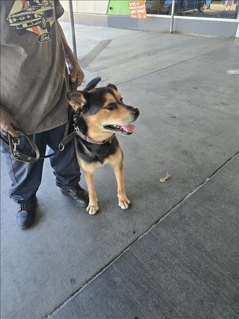 COOPER - German Shepherd Dog available for adoption