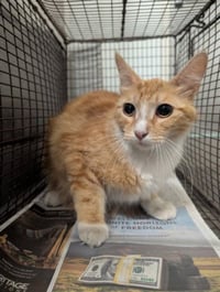 ANDREA - Photo 1
