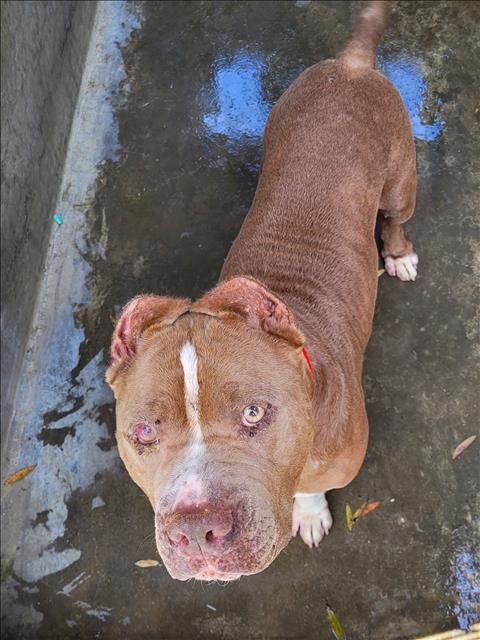 PRESTON - Pit Bull Terrier available for adoption