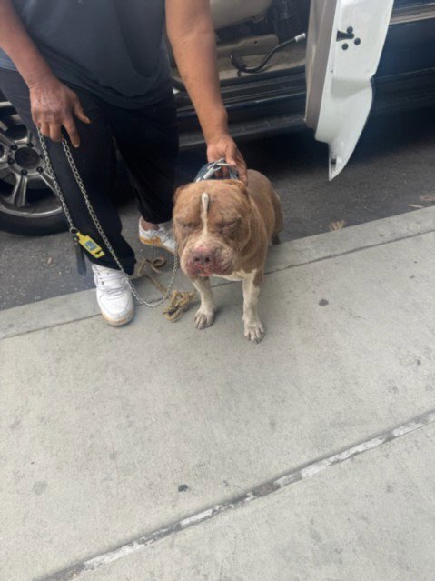 PRESTON - Pit Bull Terrier available for adoption