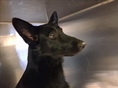 ASHLEY - German Shepherd Dog available for adoption