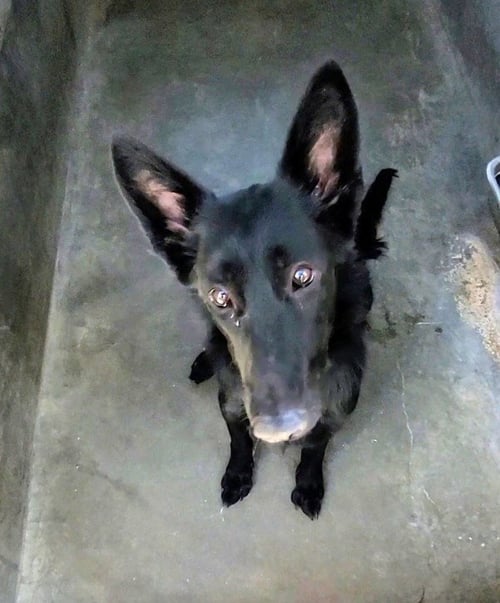 ASHLEY - German Shepherd Dog available for adoption