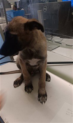 APOLLO - Belgian Shepherd Malinois available for adoption