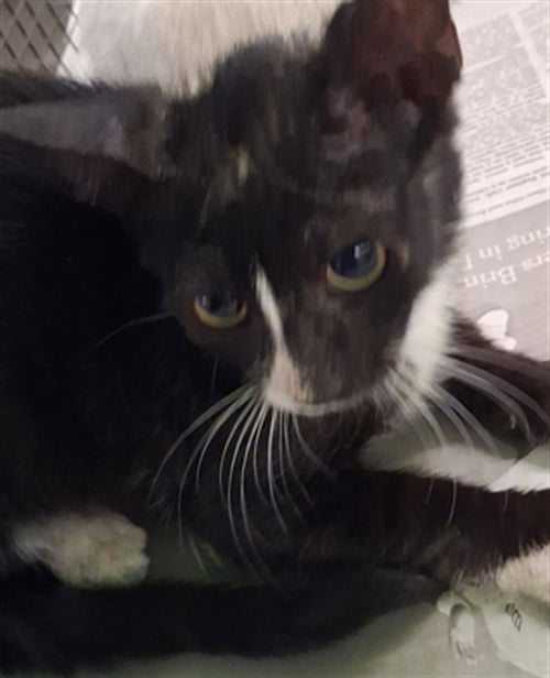 LOKI - Domestic Short Hair available for adoption