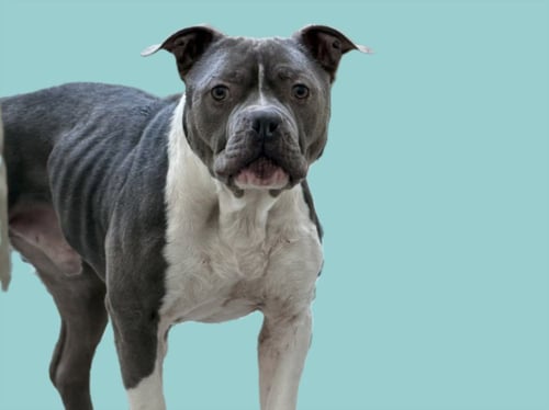 BUDDY - Pit Bull Terrier for adoption in Los Angeles