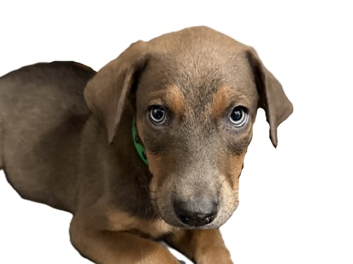 JERRY - Doberman Pinscher available for adoption