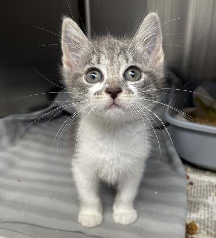 PICKLE - Domestic Short Hair available for adoption