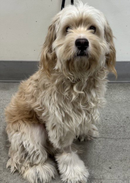DILLINGER - Golden Retriever / Poodle (Miniature) available for adoption