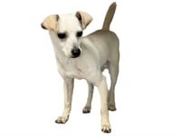 BENNY - Photo 1