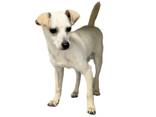 BENNY - Chihuahua available for adoption