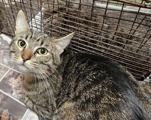 PURPLE - Domestic Short Hair for adoption in Glendale