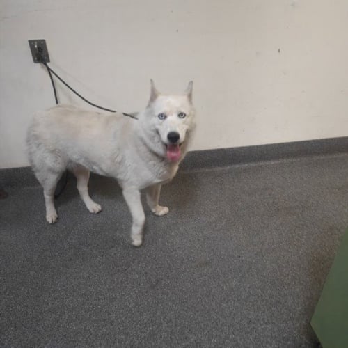 CELESTE - Siberian Husky available for adoption