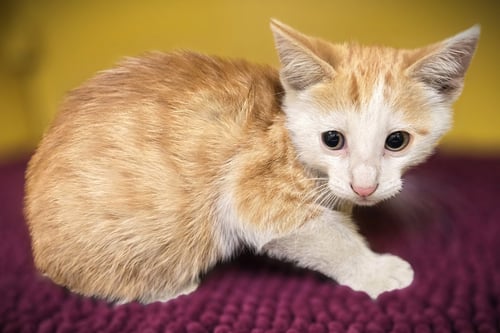 DAKOTA - Domestic Short Hair available for adoption