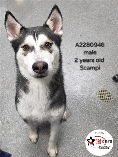 SCAMPI - Siberian Husky available for adoption
