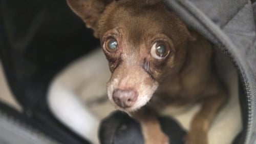 PEANUTS - Chihuahua available for adoption
