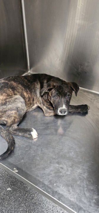 NINO - German Shepherd Dog available for adoption