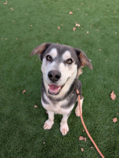 GOOSE - Australian Shepherd available for adoption