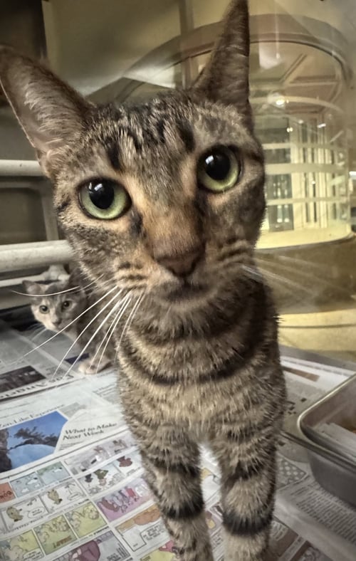 BRANDY - Domestic Short Hair available for adoption