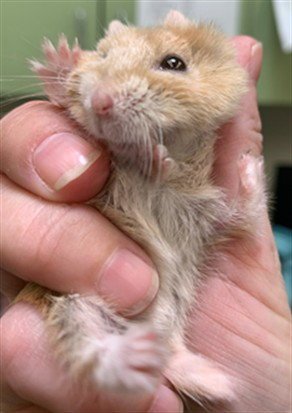 SPAGHETTI - Hamster available for adoption