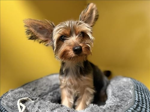 A2291805 - Yorkshire Terrier Yorkie available for adoption