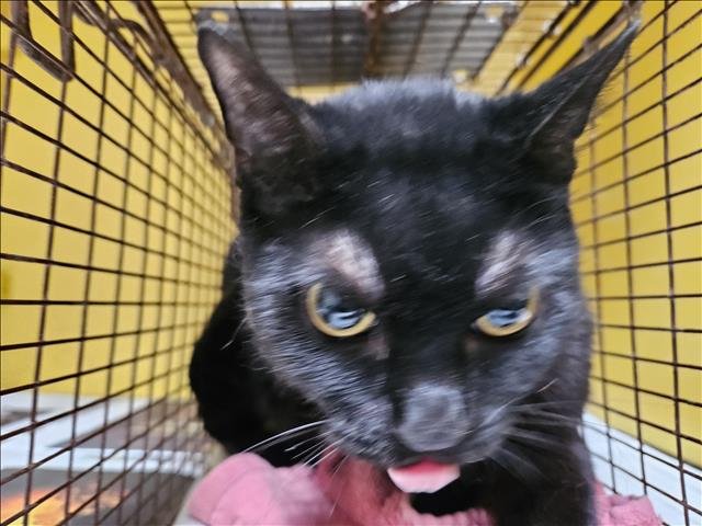 FAT GIRL - Domestic Short Hair for adoption in Glendale