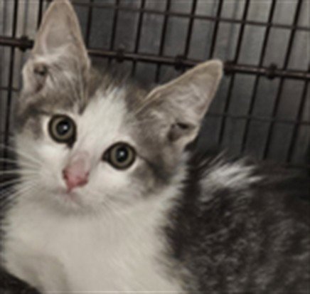 DUSTIN - Domestic Short Hair for adoption in Los Angeles